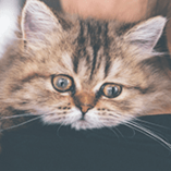 Larmes chat